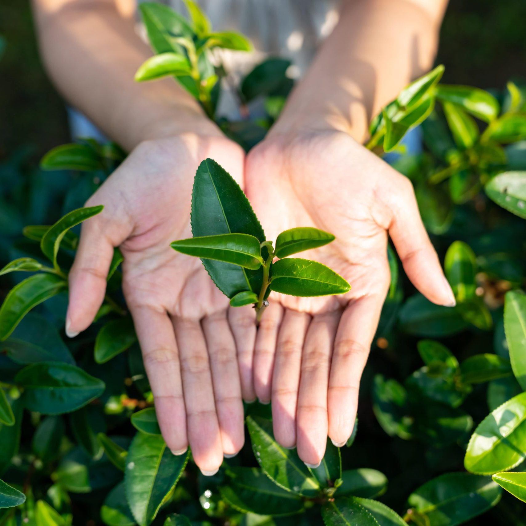 shutterstock_2463365443-min para que sirve el árbol del té